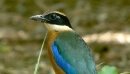 blue-winged