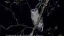 spot-bellied-eagle-owl_0