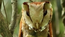 bay-owl