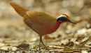 rail-babbler